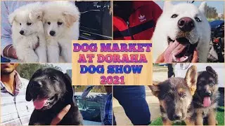 Wholesale Dog Market at Doraha (Ludhiana) Dog show 2021 February PART 3 | Gold Medal Kennels