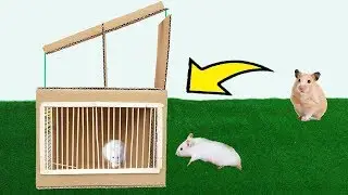 Life Hacks - DIY Simple Rat Trap From Cardboard Easy