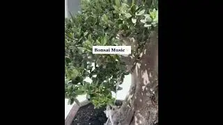 #plantwave #plantmusic #bonsai #bonsaimusic #plantconsciousness #plantcommunication #relaxtok