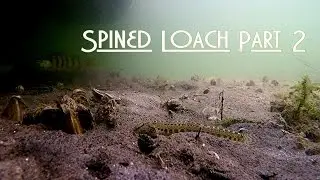 Spined loach (Cobitis taenia) Part 2 - Koza pospolita Subtitles [ENG]