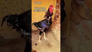 Unbelievable Aseel Breeding Result! #aseel #aseelmurga #aseelhen #aseelchick #shorts #trendingshorts