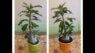 How to transplant an adult Adenium