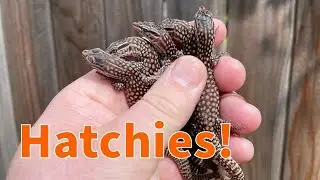 Little Dinosaurs just HATCHED!