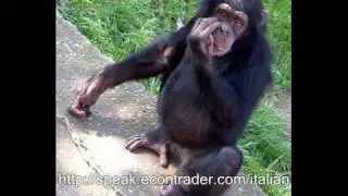 Learn to speak Italian - Animals