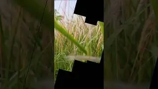 ​EASY Cinematic Color Grading for Nature Videos in CapCut Mobile | Get the VIRAL 4K Look!​