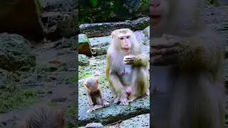 Watch the Sovana family's baby monkeys as they play and explore! 202