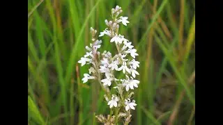 Seed Harvest from The Field: Palespike Lobelia