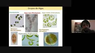 Las microalgas. ¿Qué son y cómo podemos utilizaras en la biorremdiación?