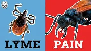 Dangerous Insects-You should fear these insects