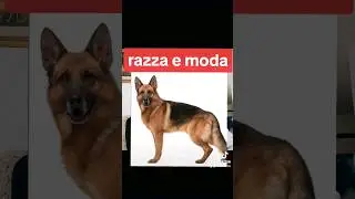 razza e moda