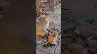 Is it scary mother to bring a baby #monkey