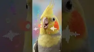 किकी और 'स्मार्ट' स्पीकर  Cocktail birds story #birds #cockatiel #viralvideo #youtubeshorts