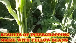 Results of inter cropping Maize with Yellow Beans