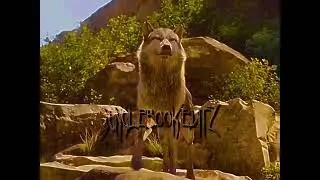 Akela is so attractive. #shorts #thejunglebook2016 #akela #alightmotionpro #videostarpro