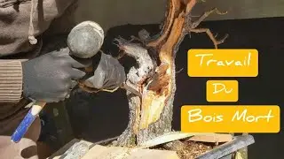BOIS MORT BONSAI PRUNUS MAHALEB (YAMADORI CERISIER SAINTE LUCIE) 🌳