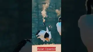 Asian Openbill Amazing Smoke Openbill Bird #openbill#shortsfeed #bird