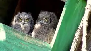 Spotted Eagle Owl chicks 2