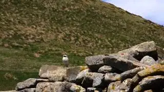 Traquet oreillard - Black eared wheatear