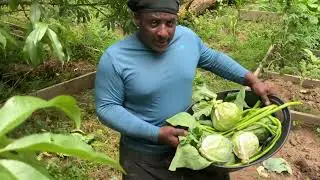 Backyard survival  Garden. harvesting  cabbage! Living off the land
