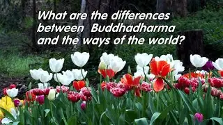 What are the differences between the Buddha dharma and the ways of the world? by Ven Master Shen-Kai