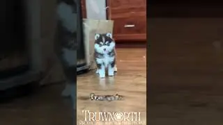 Teacup Husky 😍 | Cutest Tiny Husky Ever