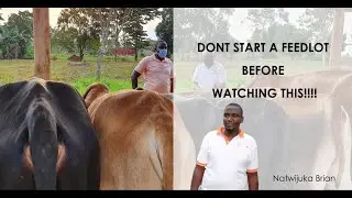 DON'T START A FEEDLOT BEFORE WATCHING THIS! ll Natwijuka Brian +256789491350