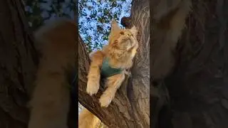 выпусти меня погулять #funny #animals #walking #outdoors #pets #cat #котики  #жиза #мейнкун