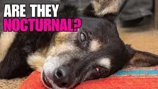 Are Dogs Nocturnal? Understanding Canine Sleep Patterns