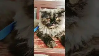 my name is tutu