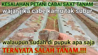 CARA MENANAM & JARAK TANAM CABE MERAH KERITING YANG BENAR AGAR TUMBUH SUBUR || pertanian (part 1)