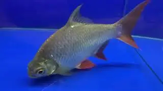 Tank buster - Tinfoil Barb