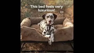 Luxury Dog Beds | Elevated Dog Bed for Large Dogs with Modern Design & Washable Covers #puppy #pets