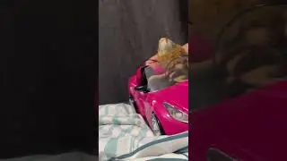 The fast and the furryest