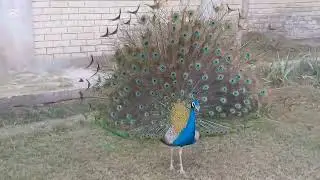 Nature Beauty small squirrel and peacock   having fun  Adventure with Maaz