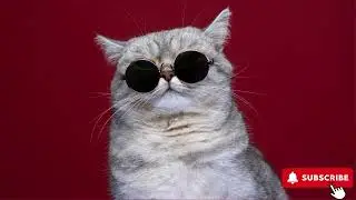 Catisfaction (feat. Raizon) - Neko Fuzz
