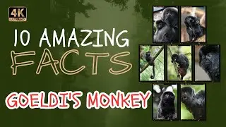 Goeldi's Monkey | 10 interesting facts about cute primate