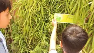 Clean and Green Delhi | Green Delhi Boy