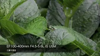 Canon EOS 5D Mark II Test Reel