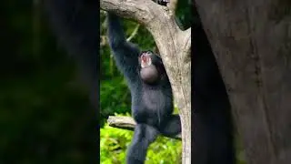 7 Jenis Binatang Primata di Indonesia #edukasi #shortvideo #viral #funny #primata #hewanv