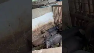 Những ch&uacute; heo nhiều chuyện