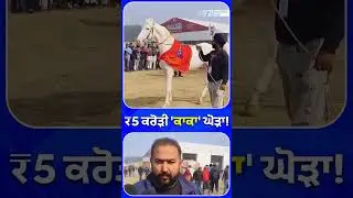 Kurukshetra ਮੇਲੇ ਦਾ ਸਭ ਤੋਂ ਮਹਿੰਗਾ ਘੋੜਾ Kaka | Nukra | Pashu Mela |