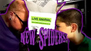 RARE Tarantulas!!  Unboxing and Rehouse!