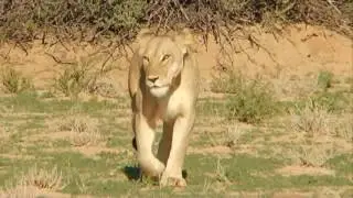 Africa Views & Safari Peaceful Little Planet Orchestral 1080p HD