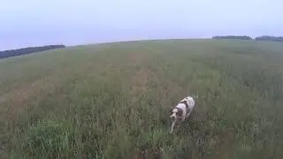 Аллигатор по перепелу