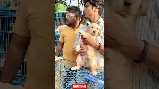 Pet Market Kolkata 😍/lowest price puppy dog/Gallif Street dogs #shorts #viral #dog #dogs #doglover