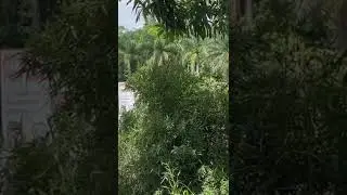 Views of Haiti- green