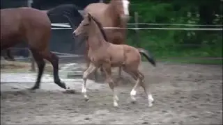 Offley Good (Hennessy x Vivaldi, KWPN dressage)
