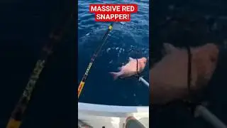 Massive Red Snapper Caught solo offshore! #fish #redsnapper #florida @DustinLeeOutdoors