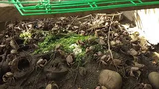 Land crabs breeding