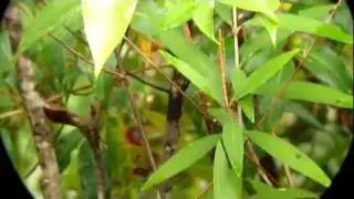 Blackish-gray Antshrike - Thamnophilus nigrocinereus - Mitu Cachivera (Bocatoma), Mitu